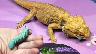 Bearded Dragon Feeding Video  HornwormTomato worm Crickets Green Pepper  Waving  Slow Motion [upl. by Aenil]