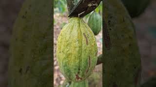 How to secure cacao from neighbors [upl. by Mcgraw]