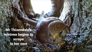 The TwoTiming Kestrel  Discover Wildlife  Robert E Fuller [upl. by Swartz]