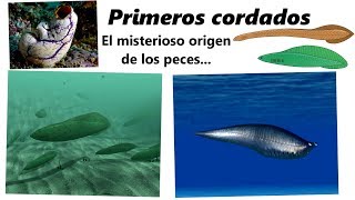 Los primeros cordados ¡Descubre el origen de los peces [upl. by Aitnic]