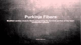 Medical vocabulary What does Purkinje Fibers mean [upl. by Fitton]