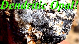 Dendritic Opal Agate Hunting Cutting amp Cabbing Beautiful Dendritic Common Opal and Agate from WY [upl. by Box731]