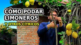 Cómo PODAR LIMONERO y otros Cítricos Paso a Paso y Cuidados para no equivocarse [upl. by Mauve]