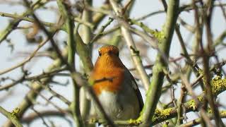 240928 RSPB Saltholme highlights [upl. by Shuma26]