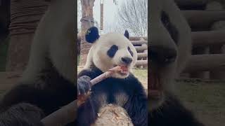 Cute giant panda filmed munching on bamboo shoots [upl. by Dagley72]