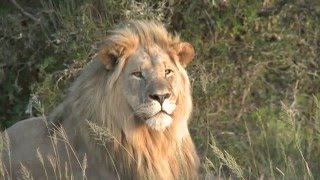 A big lion poses for guests on game drive at Shamwari Game Reserve [upl. by Hairej]