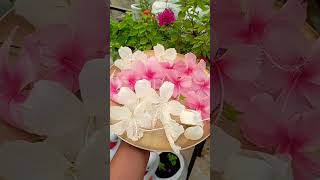 Flower Hindi song  bollywoodmusic beautifulflowersintheworld ytshorts [upl. by Hance626]