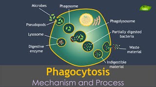 Phagocytosis Animation  Notes  Immunology  Basic Science Series Hindi [upl. by Negeam]