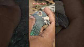 Reacing Homar Pigeonracingpiegon Stefan Lambrich Pigeon 2 time top 10 prize Winner in BD 🇧🇩🇧🇩 [upl. by Kipp]