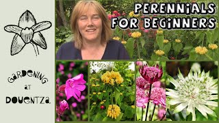 Perennials for Beginners  How to Grow Phlomis russeliana Silene dioica astrantia  Quick amp Easy [upl. by Lohse933]