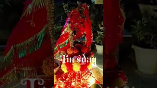 Shubh tulsi vivah [upl. by Kcirddes]