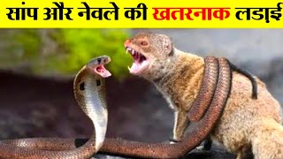 नेवले और सांप की लड़ाई में कौन जीतेगा। snake vs mongoose real fight [upl. by Frech]