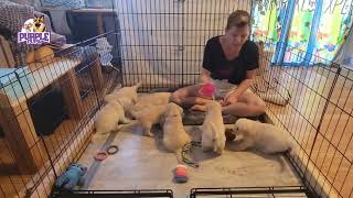 4 week old goldenretrieverpuppies react to hair dryer [upl. by Enytsuj]