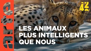 Les animaux  moins bêtes que nous   42 la réponse à presque tout  ARTE [upl. by Koball]