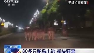 Ostriches escape from a farm in China [upl. by Sisenej533]