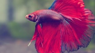 Betta fisheGolden Aquarium [upl. by Aneeras406]