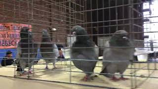 Opal Tipplers on display Rhinebeck Pigeon Show [upl. by Euf771]