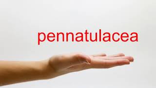 How to Pronounce pennatulacea  American English [upl. by Solomon]