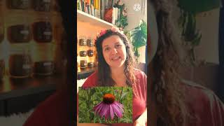 What are the benefits of Echinacea [upl. by Avehstab222]