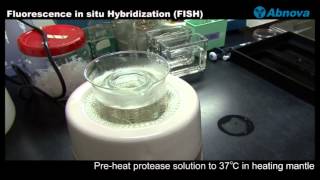 Fluorescence In Situ Hybridization FISH [upl. by Nerhtak]