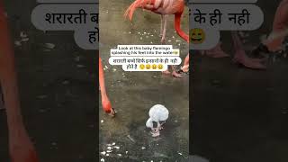 Shrarti bacche sirf insanon Ke Nahin Hote shortvideo funny viralvideo youtubeshorts india [upl. by Ingalls]