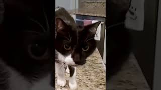 Cat with the Deepest Meow 🐱‍👓 shorts catvideos amazing [upl. by Switzer794]