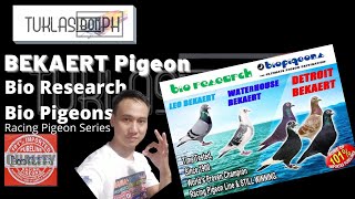 History of Bekaert Pigeon  Racing Pigeon Series ft Bio Research Bio PigeonsLeoDetroitWaterhouse [upl. by Oruntha]