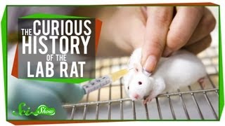 The Curious History of the Lab Rat [upl. by Sal513]