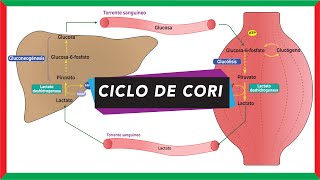 Ciclo de Cori ciclo del ácido láctico o lactado  Metabolismo [upl. by Oigaib]