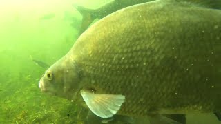 Bream and tench underwater gopro footage [upl. by Dulcia491]