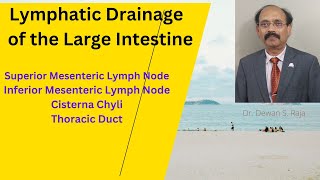 Lymphatic Drainage of the Large Intestine [upl. by Earahc428]