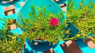 Portulaca Plants 💐 18  Full View  Gardening Videos 🌱  SK GARDEN [upl. by Arayc]