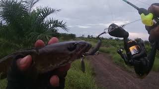 Mancing ikan haruan keyzar [upl. by Aitsirk]