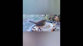 Mealworms For Breakfast birds nature music [upl. by Mufi]