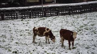 Schnee im September Wintereinbruch in Gerlos [upl. by Neit]