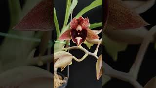 Catasetum Broga Black Leopard catasetum orchid [upl. by Therese]