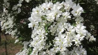 Exochorda racemosa hroznovec hroznatĂ˝ [upl. by Shewchuk449]