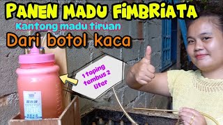 Kantong madu tiruan dan botol kaca kelulut fimbriata  Hasil panen sangat memuaskan madu fimbriata [upl. by Amla]