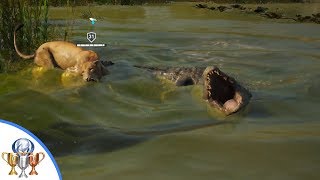 Assassins Creed Origins  Set Up Date Trophy  Taming a Lion and Bringing it to a Crocodile [upl. by Adiraf]