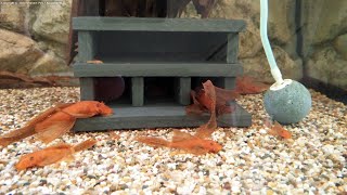 Longfin super red bristlenose adult juvenile and fry Ancistrus cf cirrhosus [upl. by Ellirehs]