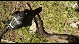 Eaten Alive By An Anaconda VIDEO [upl. by Ahsiena777]