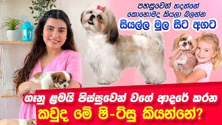 Shih tzu dog Sinhala  About Shih tzu Dog Breed Puppy Video [upl. by Naujek252]