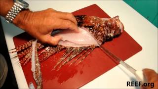 How to Fillet a Lionfish [upl. by Ahsimik]