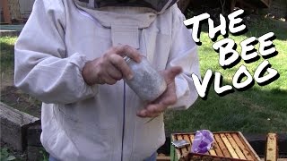 More Mite Counts  Bee Vlog 148  Aug 23 2014 [upl. by Roer]