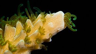 Time lapse of staghorn hard coral growing close up of polyps [upl. by Nahgem271]