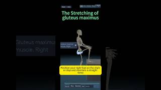 Gluteus Maximus stretching [upl. by Hubert]