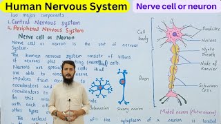 nerve cell or neuron  structure and function of neuron  class 10 [upl. by Norud]