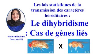 SVTBacBiof lois statistiques de la transmission des caractères Dihybridisme  Cas de gènes liés [upl. by Vullo]