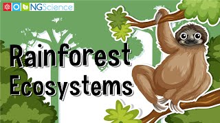 Rainforest Ecosystems [upl. by Lucier]