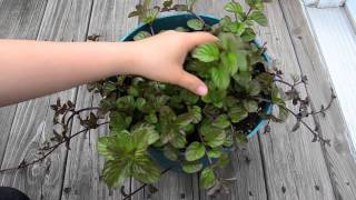 Growing mint in containers  spearmintpeppermint apple and orange mint [upl. by Ritz]